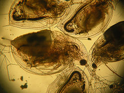Many Daphnia.jpg