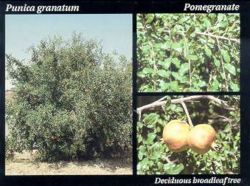 Pomegranate.JPG