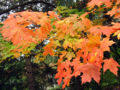 Sugar maple (Acer saccharum)