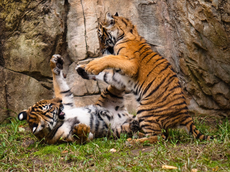 File:Tiger.jpg