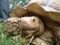 Thumbnail for version as of 01:45, 3 January 2008