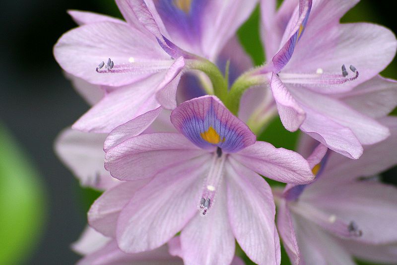 File:Violet water hyacinth.jpg