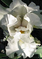 Autumn Ivory