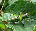 Black-legged Meadow Katydid (Orchelimum nigripes) Subfamily: Copiphorinae