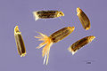 Sweetsultan (Amberboa moschata)