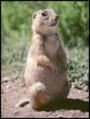 Gunnison's Prairie Dog (Cynomys gunnisoni)