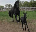 Friesian (E. caballus )