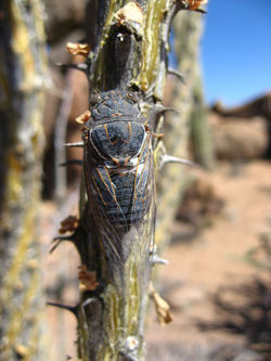 Hemiptera3.jpg