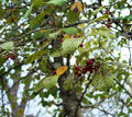 Thumbnail for version as of 20:12, 19 May 2013