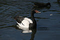 Magpie Goose Family: Anseranatidae
