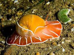 Moon snail.jpg