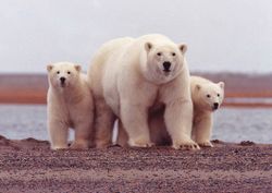 Polar Bear Mom.jpg
