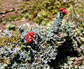 British soldier lichen (C. cristatella) Genera: Cladonia