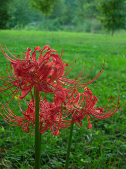 Red spider lily habitat.jpg