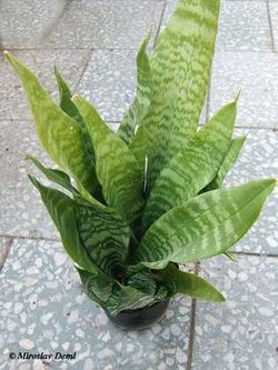 Sansevieria.jpg