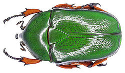 Scarab beetle.jpg