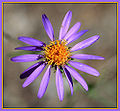 Wild Aster Family: Asteraceae Genus: Aster