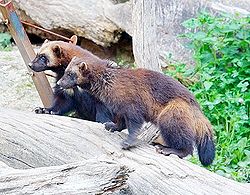Wolverines.jpg