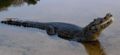 Yacare Caiman (C. yacare)