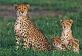 Intermediate-size Cheetah (Acinonyx intermedius)