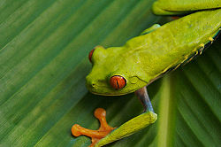 Agalychnis callidryas.jpg