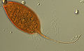 Calkinsia (Calkinsia aureus) Order: Sphenomonadales
