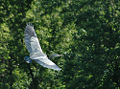 Great Blue Heron Prairie Path at Pratt's Wayne Woods in DuPage County, Illinois.