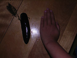 Humongous Leech.jpg