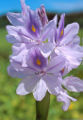 Hyacinth is reproduced by a method of bulb.