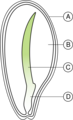 Monocot seed: a - Seedcoat, b - Endosperm, c - Cotyledon, d - Embryo