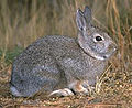 Thumbnail for version as of 06:53, 28 February 2013