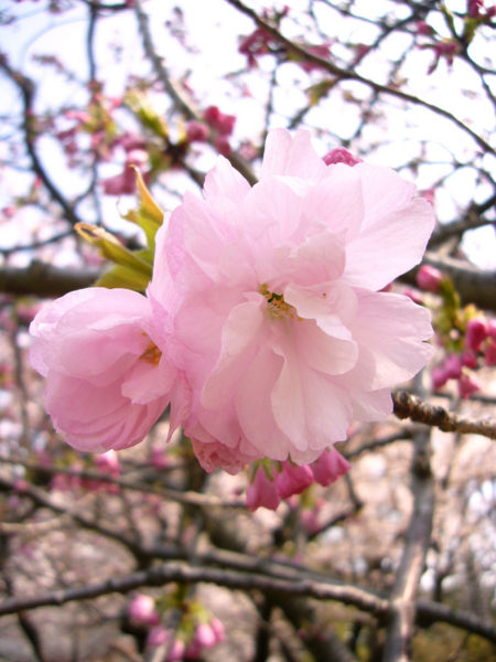File:Prunus Sarrulata Flowers.jpg