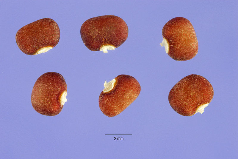 File:Pueraria phaseoloides Seeds.jpg