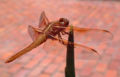 Red Dragonfly