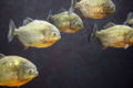Piranha (Serrasalmus) Genera: Serrasalminae