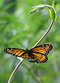Viceroy Butterfly (Limenitis Archippus)