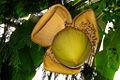 Japanese Banana (Musa basjoo) Species: Musa basjoo