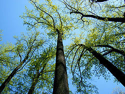 Liriodendron tuliptree.jpg