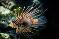 Spotfin lionfish (Pterois antennata)
