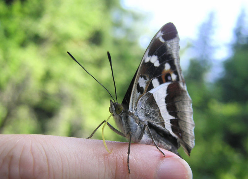 File:215204722 e47c56fd65 b.jpg