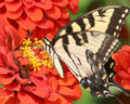 Swallowtail butterfly Family: Papilionidae