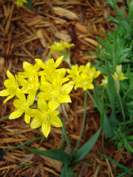 File:Allium moly.jpg