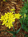 Golden Garlic, Lilly Leek (A. moly)