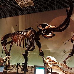 American mastodon Skelton.jpg