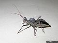 Wheel Bug (Arilus cristatus) Genus:Arilus