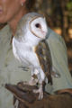 Barn Owl (Tyto alba)