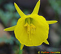 Petticoat Daffodil (Narcissus Bulbocodium)