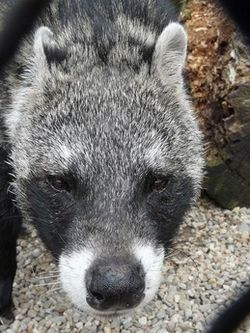 Civet45.jpg