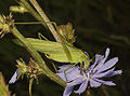 Thumbnail for version as of 04:19, 1 December 2009