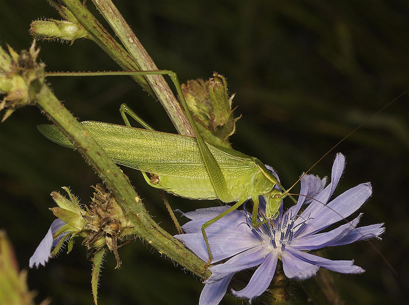File:Common katydid.jpg